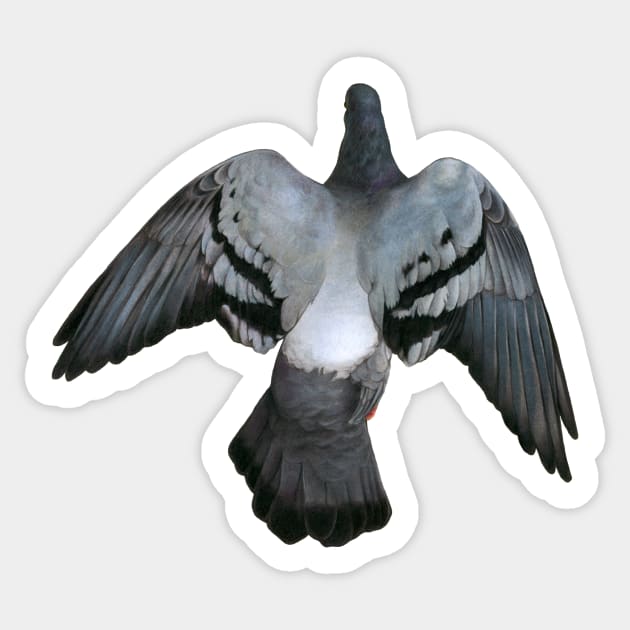 Pigeon Sticker by Warbler Creative